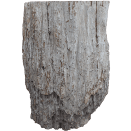 Natural Fossil