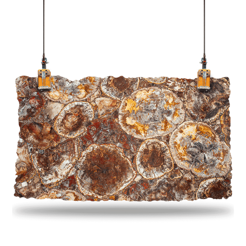 Petrified-Wood